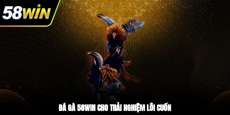 Đá Gà 58WIN - Khám Phá Sảnh Chọi Kê Xanh Chín Nhất 1 - Đá gà 58WIN cho trải nghiệm lôi cuốn