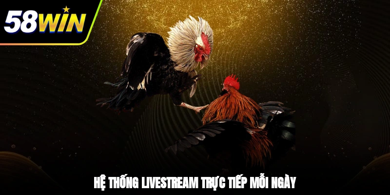 Đá Gà 58WIN - Khám Phá Sảnh Chọi Kê Xanh Chín Nhất 2 - Hệ thống livestream trực tiếp mỗi ngày