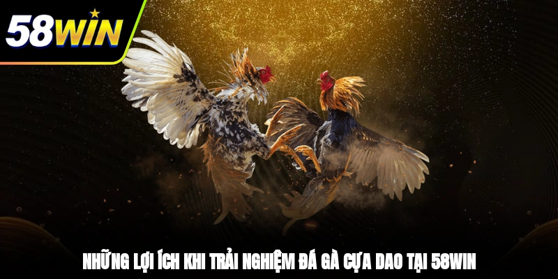 Những lợi ích khi trải nghiệm đá gà cựa dao tại 58WIN
