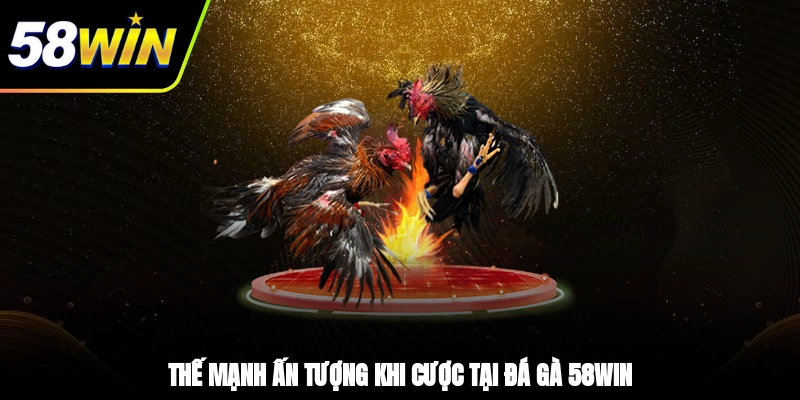 Đá Gà 58WIN - Khám Phá Sảnh Chọi Kê Xanh Chín Nhất 3 - Thế mạnh ấn tượng khi cược tại Đá gà 58WIN